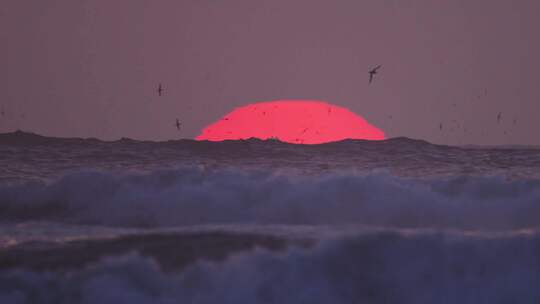 唯美海上日落夕阳海鸥飞翔海浪翻滚涨潮退潮