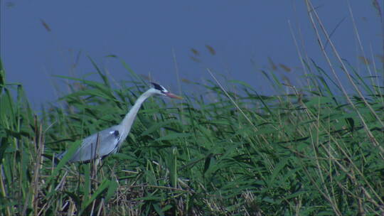 宁夏沙湖 芦苇丛中的鹭鸟 大风 侧面 中景视频素材模板下载