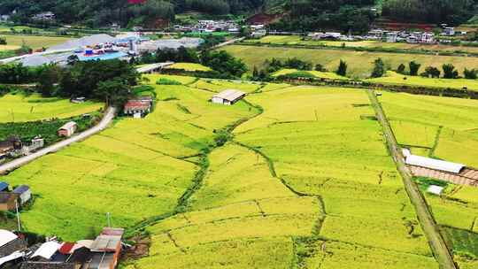 高山峡谷地区金色稻田