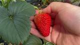 草莓园摘草莓高清在线视频素材下载