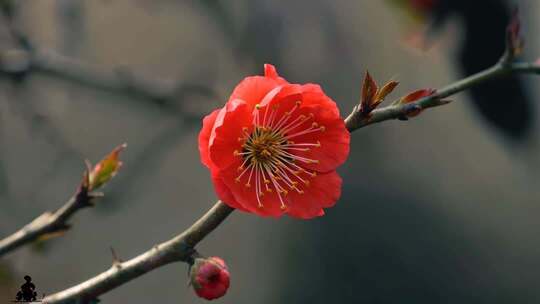 特写红色梅花花朵素材