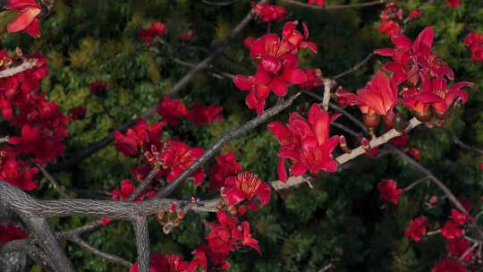 盛开的木棉花特写