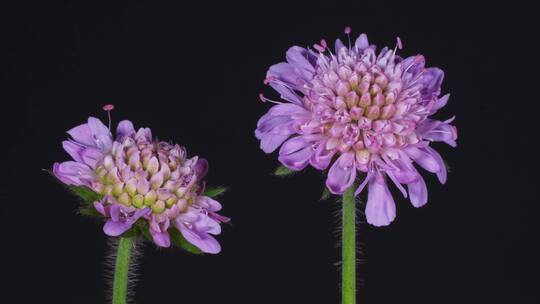 花药 花粉