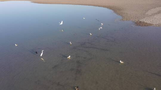 湿地浅滩鸟群视频素材模板下载