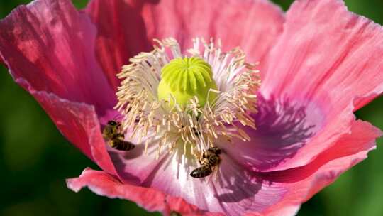 在盛开的花朵里采蜜的小蜜蜂