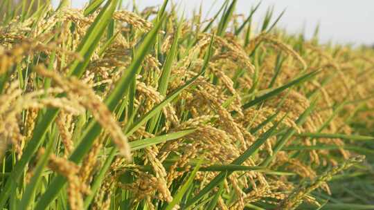 清晨阳光照耀在水稻上，逆光拍摄成熟的水稻