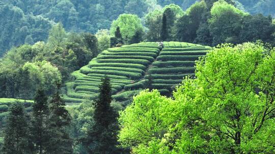 四川雅安大地指纹茶山航拍春天茶山风景