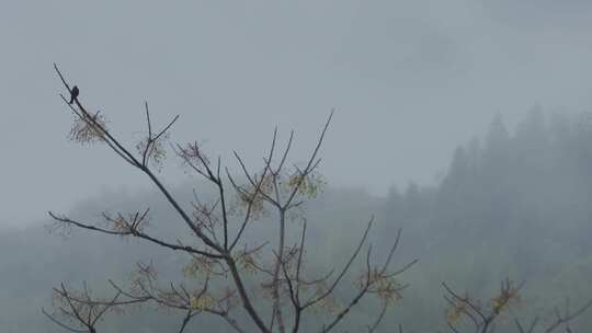 春天李花，竹林烟雨