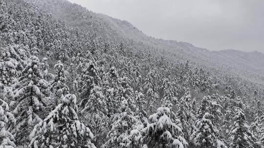 雪覆盖的植物顶部景象