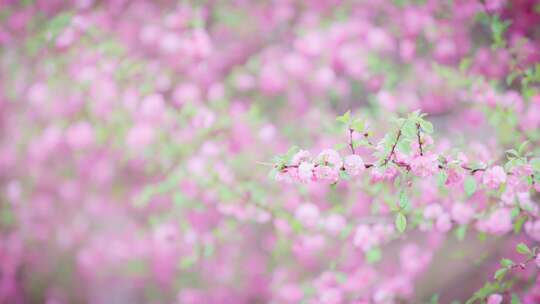 山桃花丛里一支粉色山桃花枝桠特写