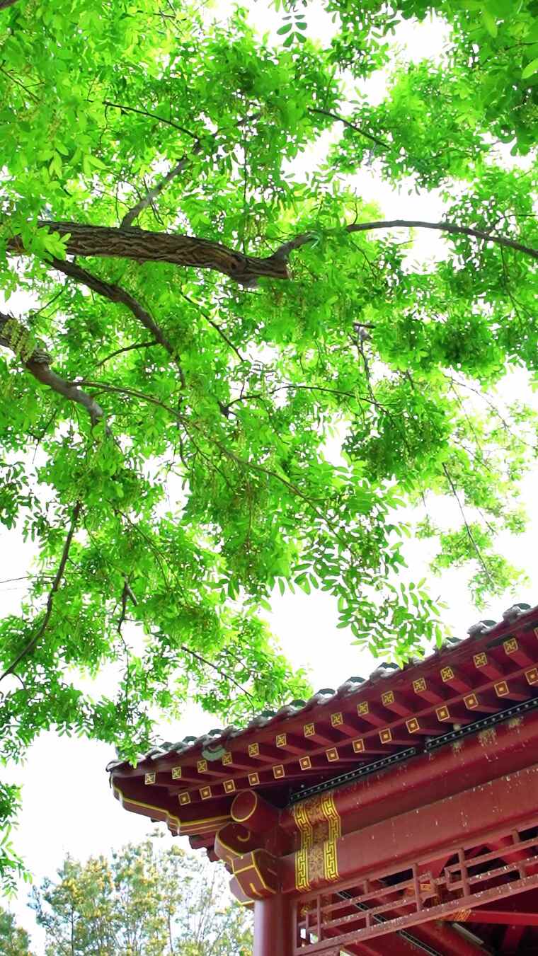 古建筑旁绿树繁茂景象