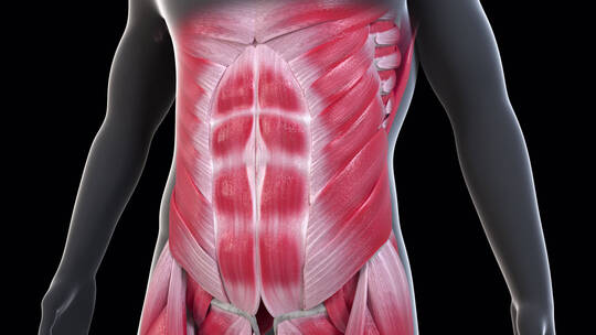 医疗运动健身时显示的人体腹部肌肉动画