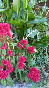 花卉美丽的红色鸡冠花植物
