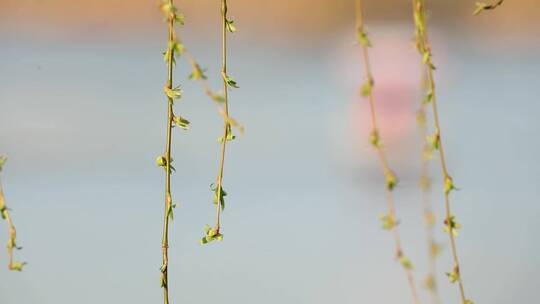 春天生机勃勃的垂柳