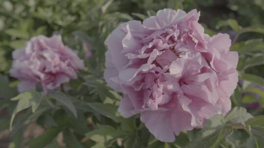 牡丹花种植LOG视频素材