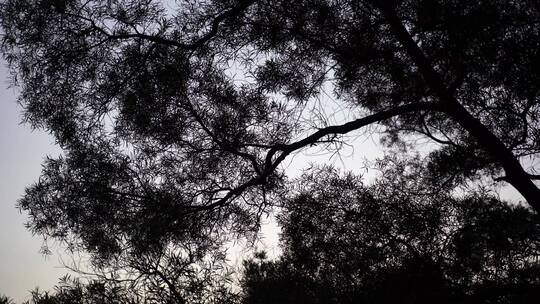 树剪影仰拍树木夜晚树林晚上树木风吹树枝