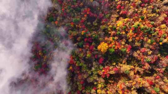 4K秋天五花山吉林东北秋景日出云海云雾逆光