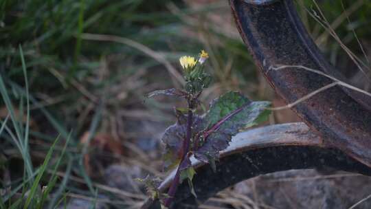 植物 绿植 草 花 绿色 枯萎 秋天