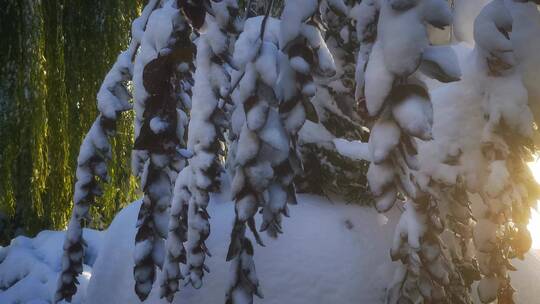 实拍 树枝 树叶 冬天 雪景视频素材模板下载