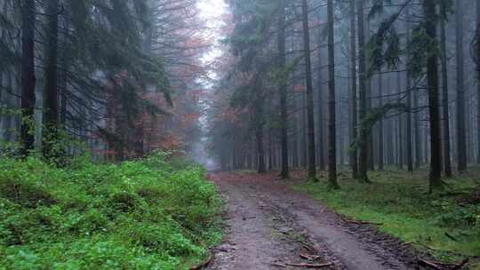 大雾天气下森林里的僻静小路