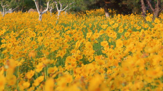 夏日野菊花盛开蓝天白云