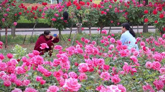 市民在城市公园欣赏拍摄盛开的鲜花