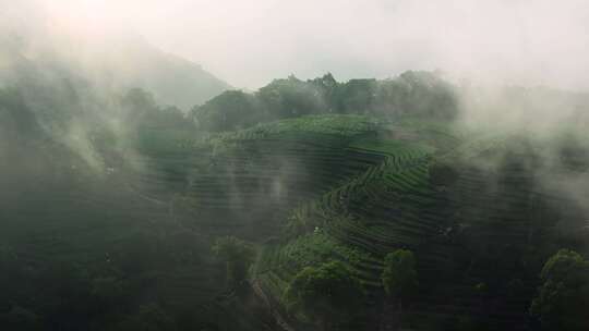 云雾缭绕的茶山茶园2