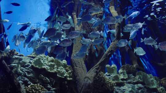 北京海洋馆海洋世界 海底世界鱼群
