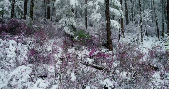 航拍雪压杜鹃（五月末杜鹃花开时普降瑞雪）