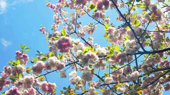 春天阳光下的樱花花朵花瓣