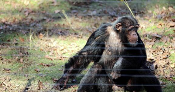 坐在地上的黑猩猩8K实拍