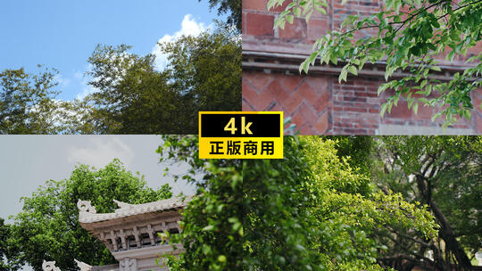 蓝天绿树春天夏天树叶阳光屋檐树荫清晨树木高清在线视频素材下载