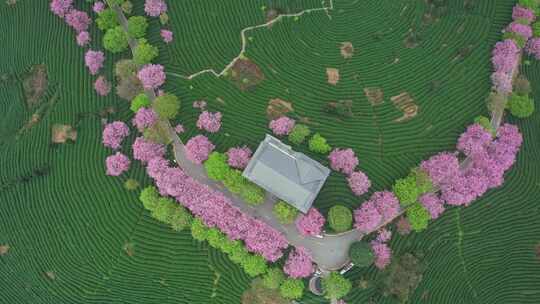 台品樱花航拍