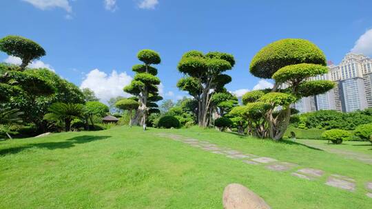 公园景观树造型修剪园林艺术园艺雕塑植物园