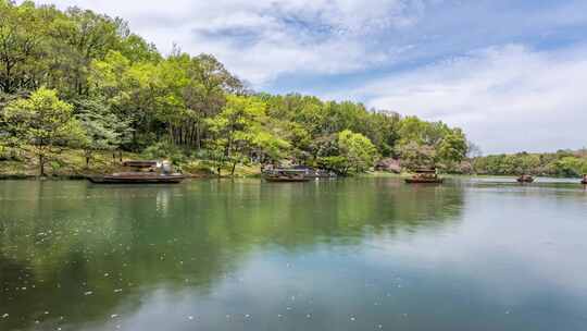 杭州西湖 乌龟潭 春天 樱花季 延时