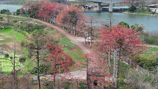 中国广东省佛山市顺德区北水堤围路木棉花