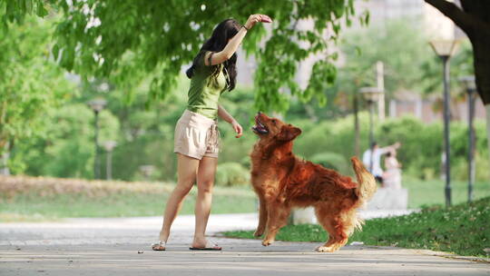 宠物金毛犬和长发美女主人在公园玩耍狗跳跃