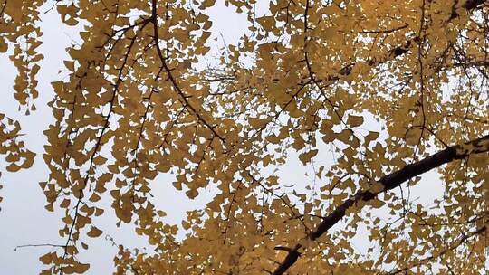 秋天银杏树枝树叶实拍