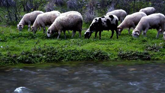 在溪边吃草的野羊视频素材模板下载
