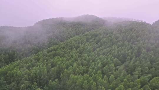 雾气笼罩的茂密山林全景