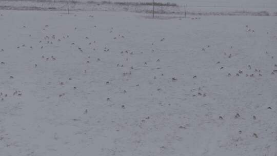 冬天雪地里来了野生黄羊