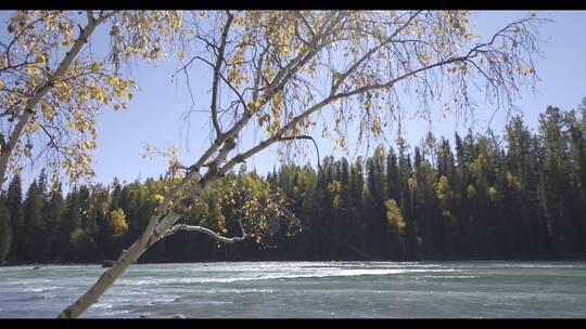 4KHDR新疆自然风光河水微风摇曳的树叶