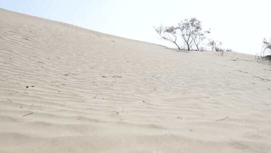 沙漠沙丘与稀疏植被