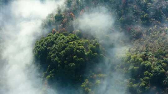 晨曦高山树林云海云雾唯美光影