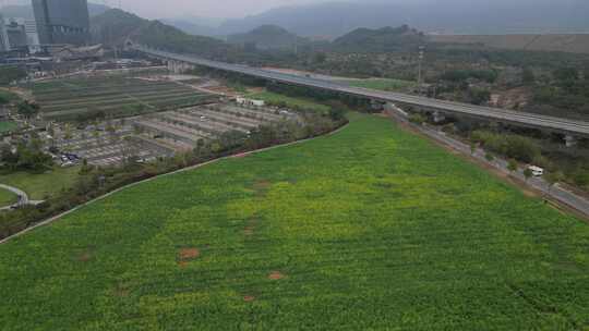 深圳光明小镇欢乐田园油菜花