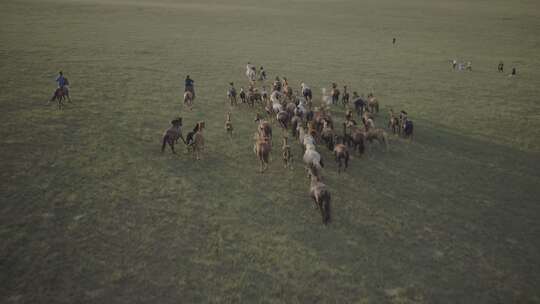 航拍内蒙古赤峰克旗大草原上秋季奔跑的马群