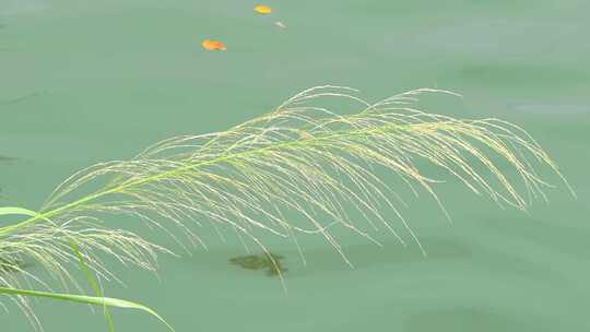 湖面芦苇 水边芦苇 碧绿水面 0535