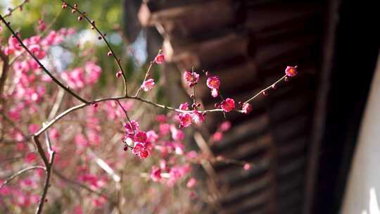 中式古典园林南京瞻园春天屋檐下的梅花开放
