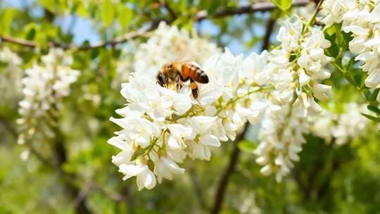 蜜蜂采蜜场景镜头