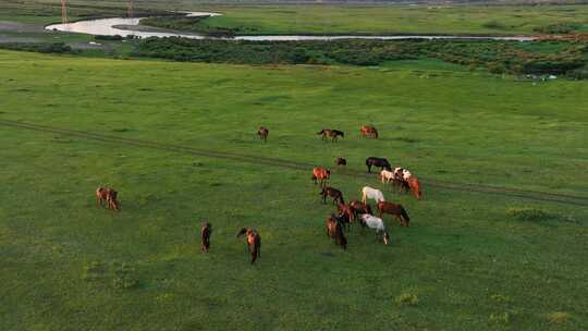 湿地河畔马群